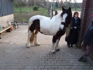 Pony mit einer Schulterhöhe von 149cm