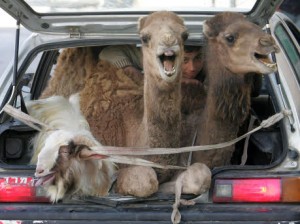 Zwei Kamele im Kofferraum